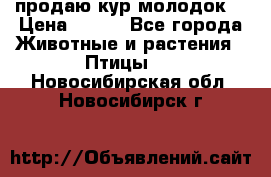 продаю кур молодок. › Цена ­ 320 - Все города Животные и растения » Птицы   . Новосибирская обл.,Новосибирск г.